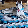 animal, black_and_white, blue_collar, blue_eyes, collar, dog, domestic_dog, fluffy, heterochromia, husky, indoor, living_room, lying_down, pet, portrait, relaxed, rug, siberian_husky, tongue_out, wooden_floor