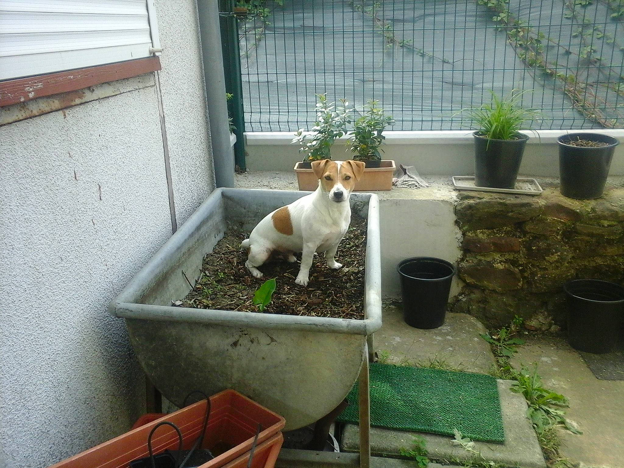 Jedy participe au concours pour gagner de l'argent avec cette photo : canidae, carnivore, companion_dog, dog, dog_breed, fawn, garden, jack_russell_terrier, mammal, pointer, shrub, sporting_group, yard