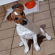 Jedy a rejoint le concours — aidez-le/la à gagner de superbes lots ! animal, brown_and_white, canine, companion, curious, cute, dog, domestic_animal, door, floor, food_bowl, indoor, jack_russell_terrier, mat, pet, sitting, small_dog, tiled_floor, tilted_head, water_bowl