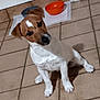 animal, brown_and_white, canine, companion, curious, cute, dog, domestic_animal, door, floor, food_bowl, indoor, jack_russell_terrier, mat, pet, sitting, small_dog, tiled_floor, tilted_head, water_bowl