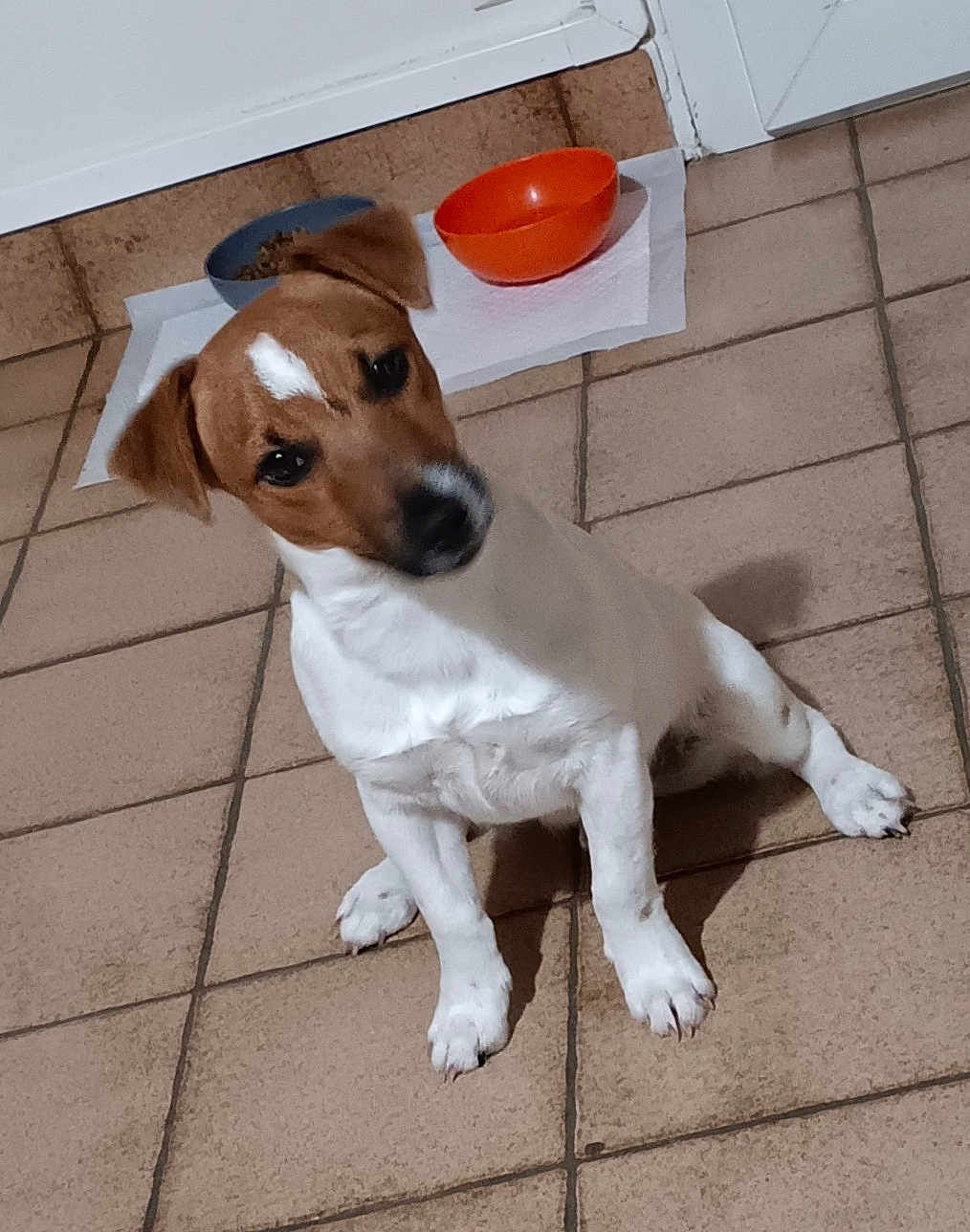 Jedy a rejoint le concours — aidez-le/la à gagner de superbes lots ! animal, brown_and_white, canine, companion, curious, cute, dog, domestic_animal, door, floor, food_bowl, indoor, jack_russell_terrier, mat, pet, sitting, small_dog, tiled_floor, tilted_head, water_bowl