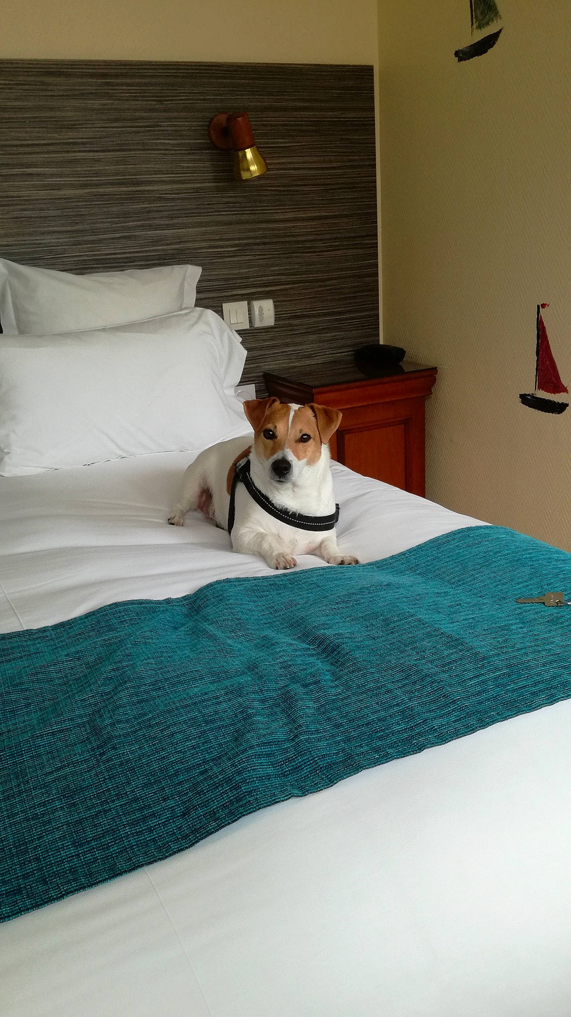 Jedy participe au concours pour gagner de l'argent avec cette photo : bed, bed_sheet, bedding, bedroom, blanket, canidae, carnivore, comfort, companion_dog, dog, dog_breed, furniture, interior_design, jack_russell_terrier, linens, mattress, pillow, room, slipcover, table