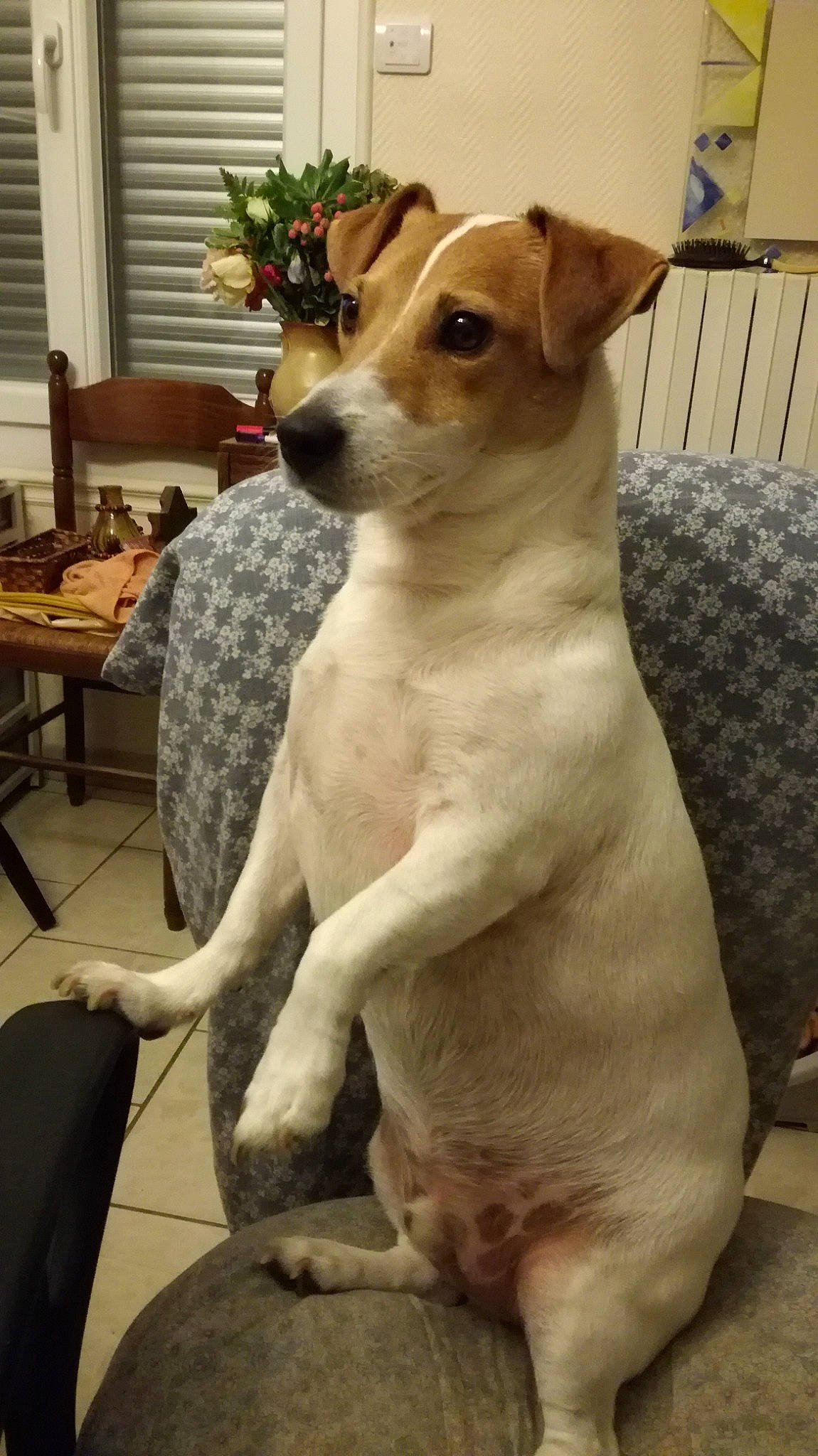 Jedy a rejoint le concours — aidez-le/la à gagner de superbes lots ! ancient_dog_breeds, canidae, carnivore, companion_dog, dog, dog_breed, fawn, feist, fox_terrier, jack_russell_terrier, mammal, miniature_fox_terrier, parson_russell_terrier, potcake_dog, rare_breed_dog, russell_terrier, snout, treeing_feist, vertebrate, whiskers