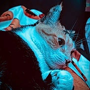 Fishy joined the competition — help win amazing prizes! cat, close_up, animal, feline, pet, fur, whiskers, paw, blanket, colorful, indoor, relaxed, resting, cute, portrait, soft, cozy, blue_tone, curious, domestic_animal