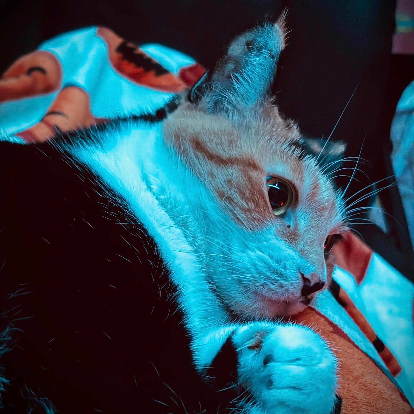 Fishy joined the competition — help win amazing prizes! cat, close_up, animal, feline, pet, fur, whiskers, paw, blanket, colorful, indoor, relaxed, resting, cute, portrait, soft, cozy, blue_tone, curious, domestic_animal
