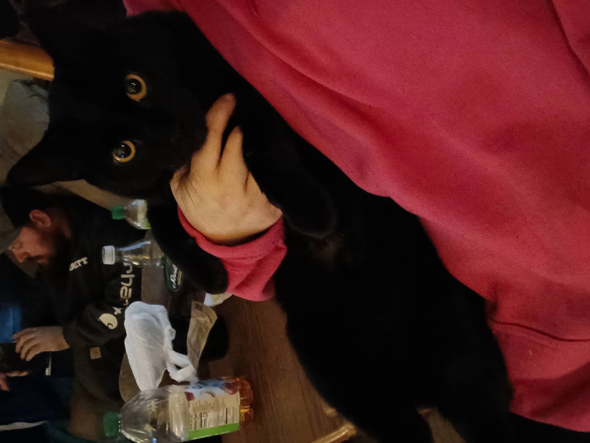 Toothless is registered to the contest to win money with this photo: canidae, carnivore, dog_breed, elbow, event, felidae, fun, fur, gesture, guard_dog, magenta, nail, room, sleeve, small_to_medium_sized_cats, sporting_group, wrist