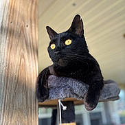 Toothless is registered to the contest to win money with this photo: animal, black_cat, cat, cat_perch, close_up, daylight, domestic_cat, feline, focus, fur, indoor, looking_away, paw, pet, portrait, relaxed, resting, whiskers, wood, yellow_eyes