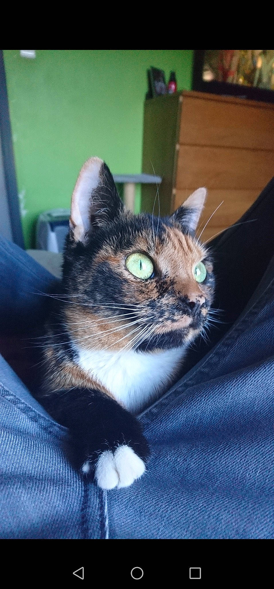 Lechat participe au concours pour gagner de l'argent avec cette photo : aegean_cat, american_shorthair, american_wirehair, asian, carnivore, cat, domestic_short_haired_cat, dragon_li, european_shorthair, felidae, fur, german_rex, kitten, mammal, ojos_azules, polydactyl_cat, small_to_medium_sized_cats, snout, tabby_cat, whiskers