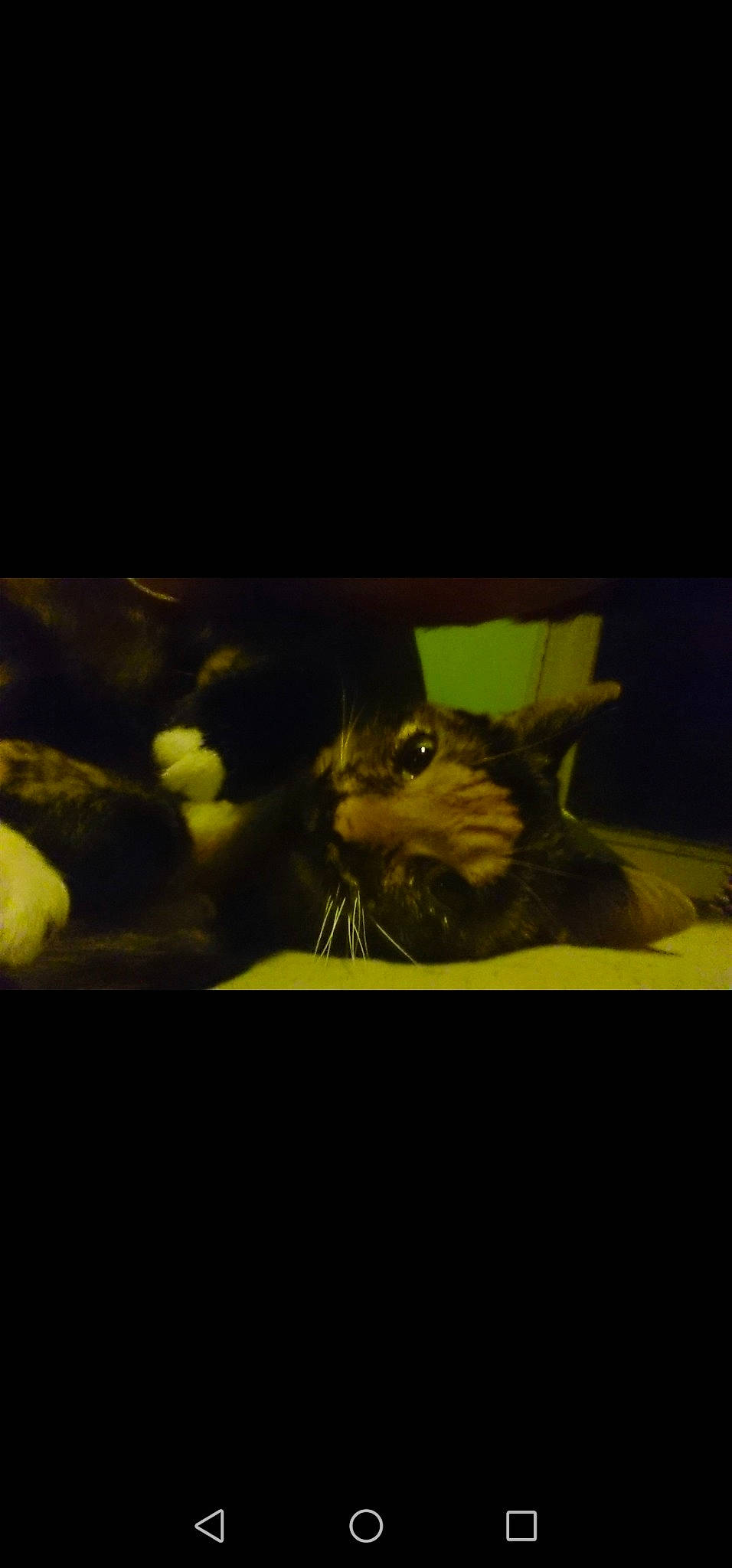 Lechat participe au concours pour gagner de l'argent avec cette photo : black, cat, darkness, eye, felidae, muridae, night, organism, pest, photography, plant, room, sky, small_to_medium_sized_cats, whiskers, yellow