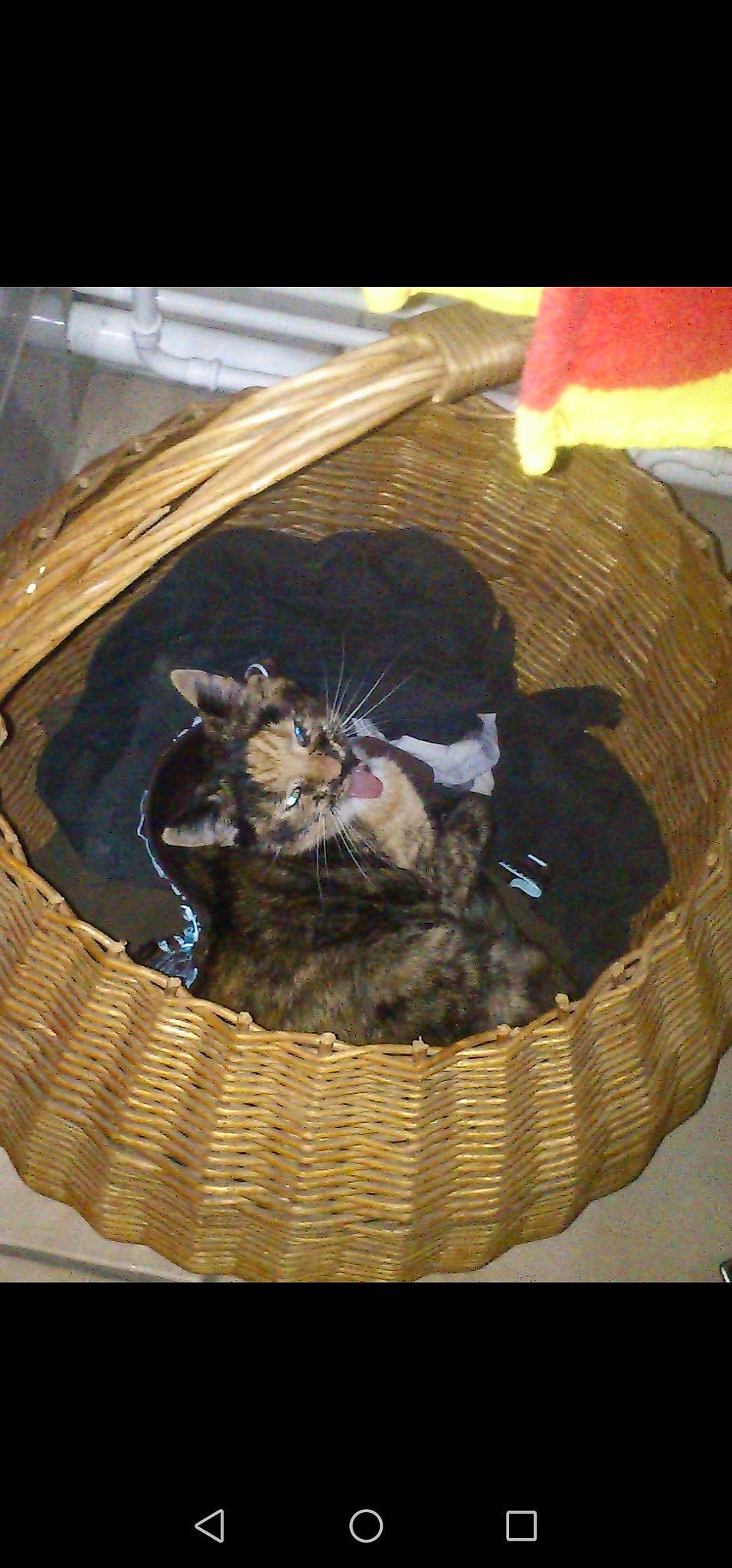 Lechat a rejoint le concours — aidez-le/la à gagner de superbes lots ! basket, cat, felidae, small_to_medium_sized_cats