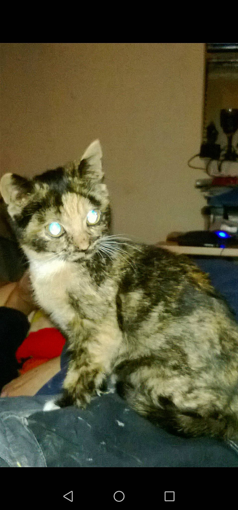 Lechat participe au concours pour gagner de l'argent avec cette photo : aegean_cat, american_shorthair, asian, california_spangled, carnivore, cat, domestic_long_haired_cat, domestic_short_haired_cat, dragon_li, european_shorthair, felidae, kitten, maine_coon, mammal, norwegian_forest_cat, pixie_bob, small_to_medium_sized_cats, tabby_cat, vertebrate, whiskers