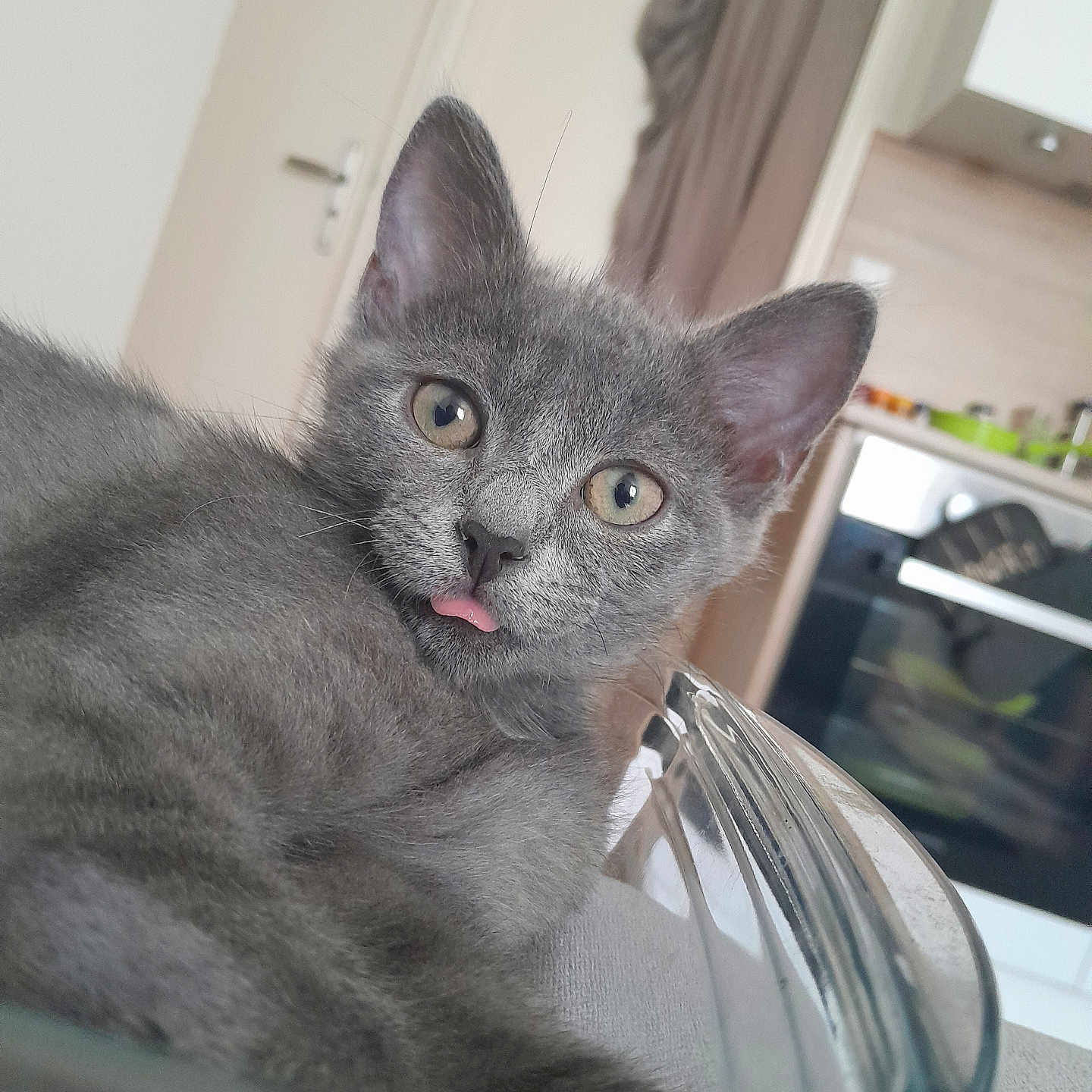 Orage participe au concours pour gagner de l'argent avec cette photo : abyssinian, alloywheel, animal, bodypart, car, carwheel, cat, closet, cupboard, furniture, indoors, kitten, machine, manx, mouth, person, pet, spoke, tire, tongue