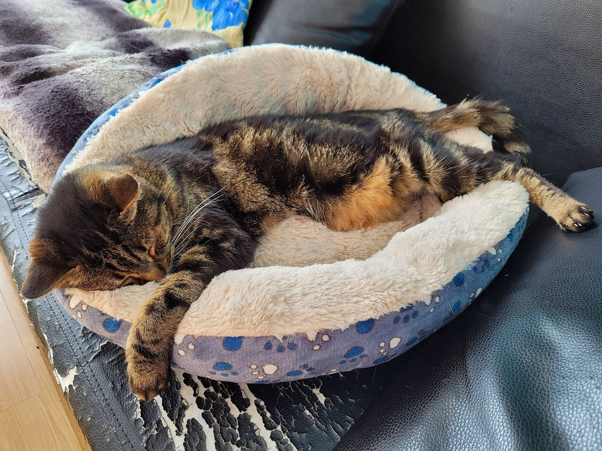 Norbert participe au concours pour gagner de l'argent avec cette photo : canidae, carnivore, cat, cat_bed, claw, comfort, dog_breed, domestic_short_haired_cat, fawn, felidae, fur, linens, paw, small_to_medium_sized_cats, snout, tail, terrestrial_animal, whiskers, wood, wool