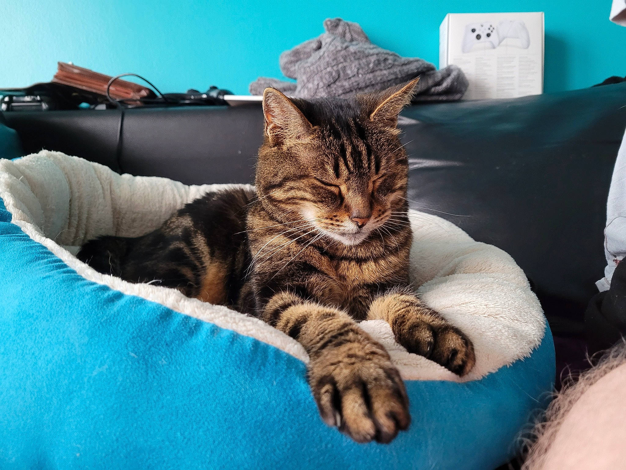 Norbert participe au concours pour gagner de l'argent avec cette photo : bed, bedding, carnivore, cat, comfort, couch, domestic_short_haired_cat, eye, felidae, fur, human_leg, lap, linens, nap, paw, room, sitting, sleep, small_to_medium_sized_cats, whiskers