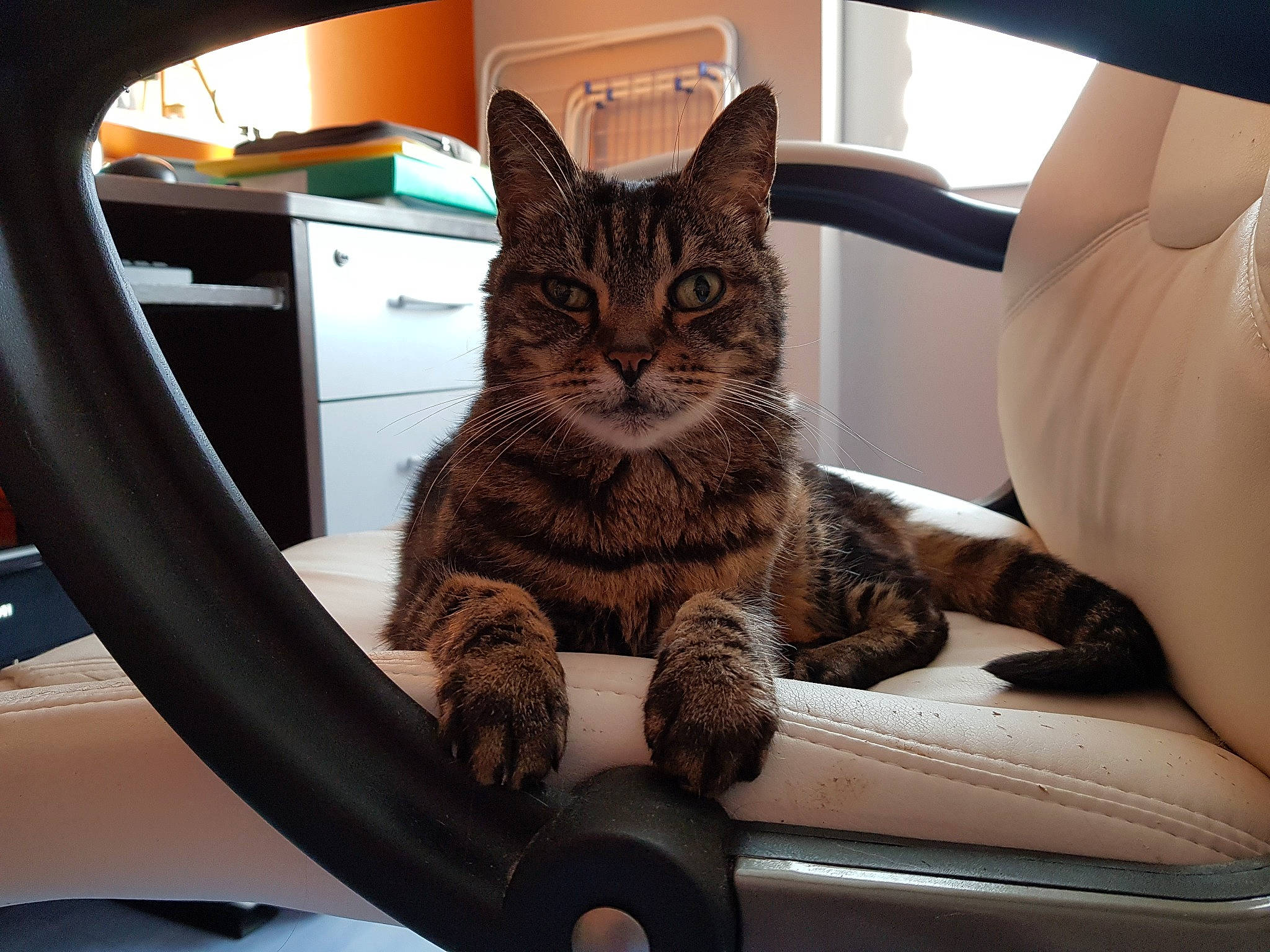 Norbert a rejoint le concours — aidez-le/la à gagner de superbes lots ! auto_part, automotive_design, automotive_exterior, automotive_tire, car_seat, carnivore, cat, comfort, felidae, fur, mammal, motor_vehicle, personal_luxury_car, rim, small_to_medium_sized_cats, tire, vehicle, vehicle_door, whiskers, window