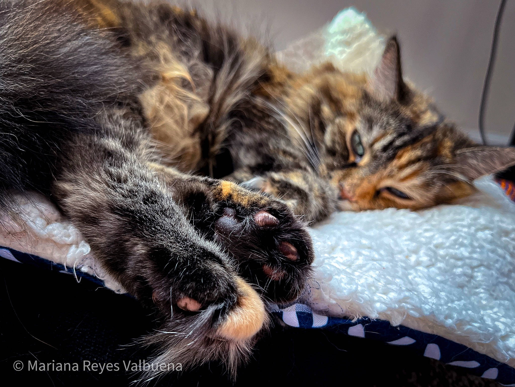 Gaia joined the competition — help win amazing prizes! carnivore, cat, claw, close_up, comfort, domestic_short_haired_cat, felidae, fur, mammal, nap, paw, sleep, small_to_medium_sized_cats, snout, tail, terrestrial_animal, vertebrate, whiskers, wildlife