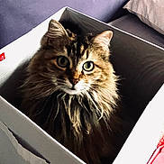 Choupinette a rejoint le concours — aidez-le/la à gagner de superbes lots ! cat, box, fluffy, indoor, bed, pillow, blanket, curious, pet, feline, fur, whiskers, animal, cozy, domestic, cute, looking, sitting, container, soft