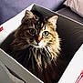 cat, box, fluffy, indoor, bed, pillow, blanket, curious, pet, feline, fur, whiskers, animal, cozy, domestic, cute, looking, sitting, container, soft