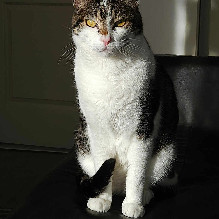 Maoui