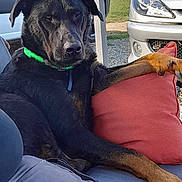 Thor participe au concours pour gagner de l'argent avec cette photo : dog, black_dog, pet, animal, outdoor, portrait, green_collar, red_cushion, parked_cars, vehicle, grass, driveway, seated, lying_down, paw, floppy_ears, short_fur, relaxed, sunlight, close_up