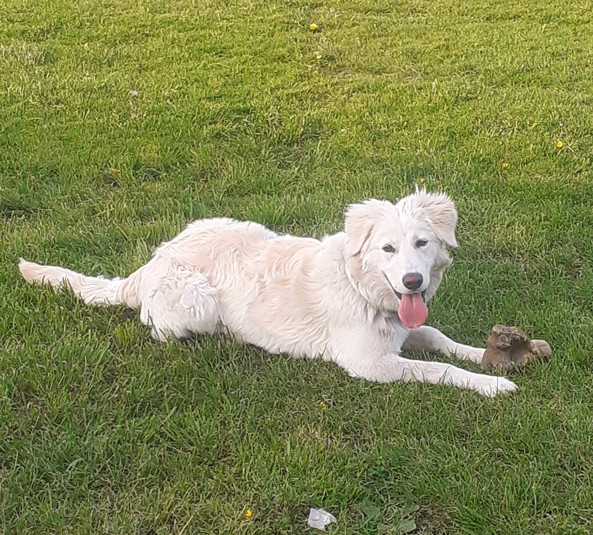 Tessy