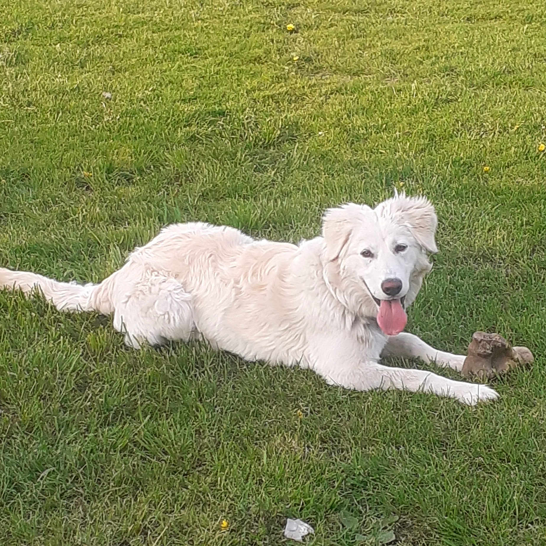 Tessy