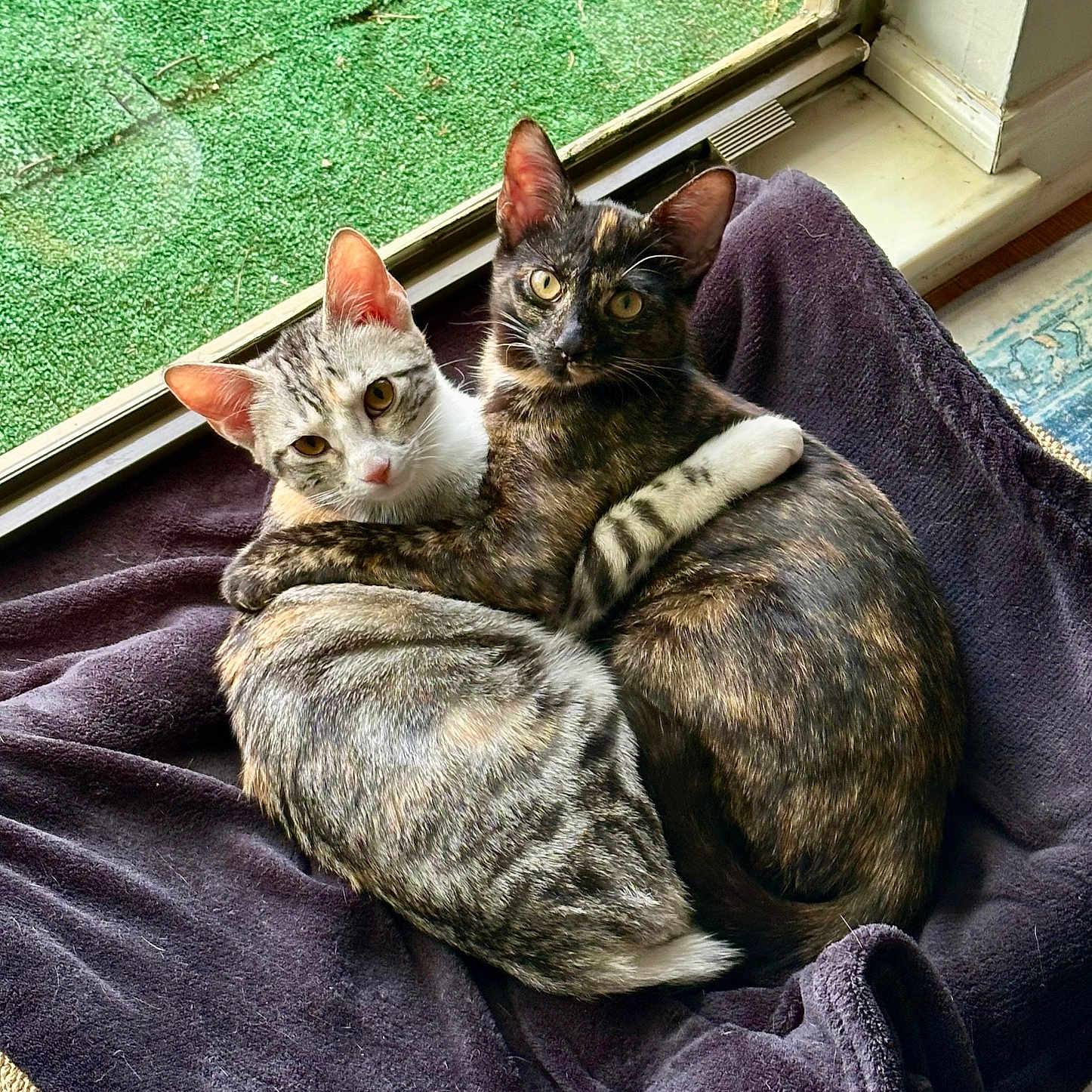 Willow And Mo is registered to the contest to win money with this photo: animal, animals, blanket, cat, cats, companions, cozy, curious, cute, feline, fur, hug, indoor, pet, pets, resting, snuggle, tabby, tortoiseshell, window