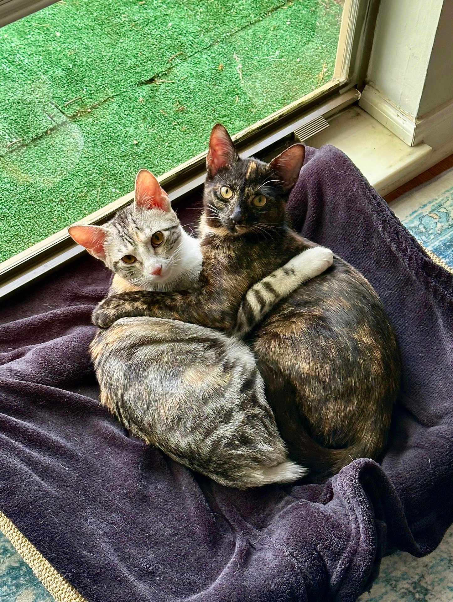 Willow And Mo is registered to the contest to win money with this photo: cat, cats, feline, pet, pets, animal, animals, snuggle, hug, cozy, blanket, indoor, window, curious, cute, tabby, tortoiseshell, fur, resting, companions