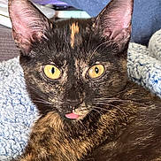 Willow And Mo joined the competition — help win amazing prizes! cat, tortoiseshell, close_up, yellow_eyes, tongue_out, pet, feline, whiskers, ears, fur, domestic_animal, cute, animal, indoor, blanket, relaxed, soft_texture, portrait, mammal, cozy