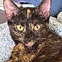 cat, tortoiseshell, close_up, yellow_eyes, tongue_out, pet, feline, whiskers, ears, fur, domestic_animal, cute, animal, indoor, blanket, relaxed, soft_texture, portrait, mammal, cozy