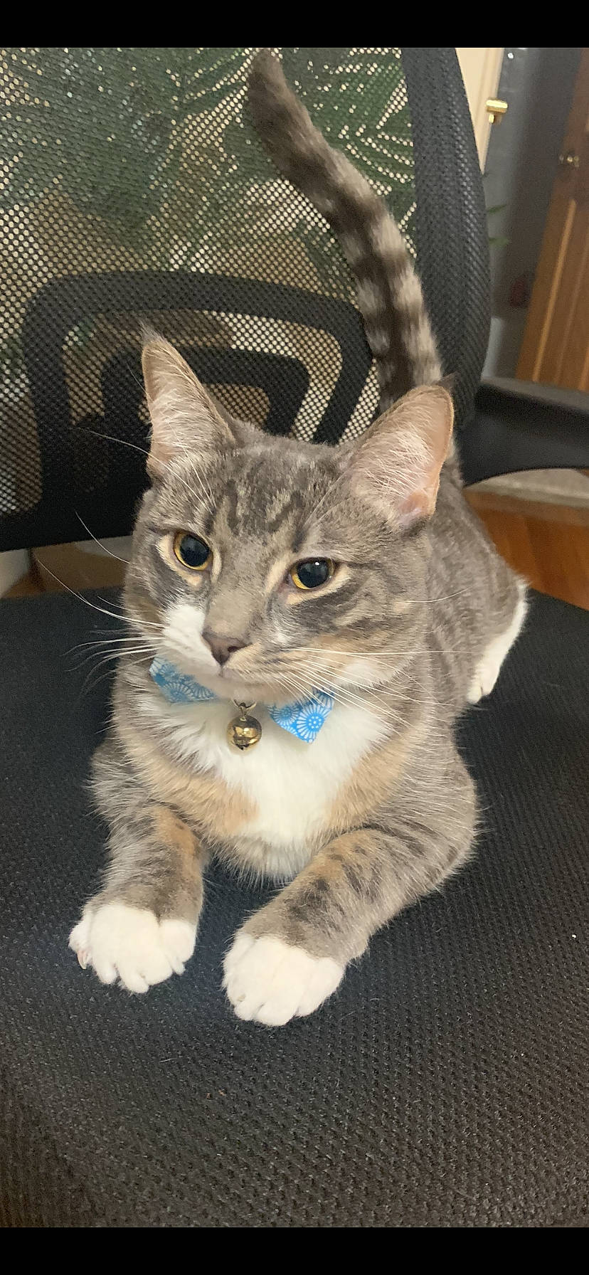 Cosmo joined the competition — help win amazing prizes! carnivore, cat, claw, domestic_short_haired_cat, electric_blue, fawn, felidae, fur, paw, photo_caption, small_to_medium_sized_cats, snout, tail, terrestrial_animal, whiskers