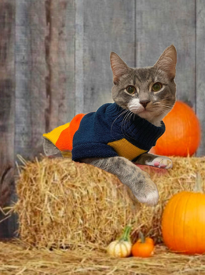Cosmo is registered to the contest to win money with this photo: calabaza, carnivore, cat, cucurbita, domestic_short_haired_cat, felidae, fruit, gourd, hay, kitten, plant, pumpkin, small_to_medium_sized_cats, straw, vegetable, whiskers, winter_squash