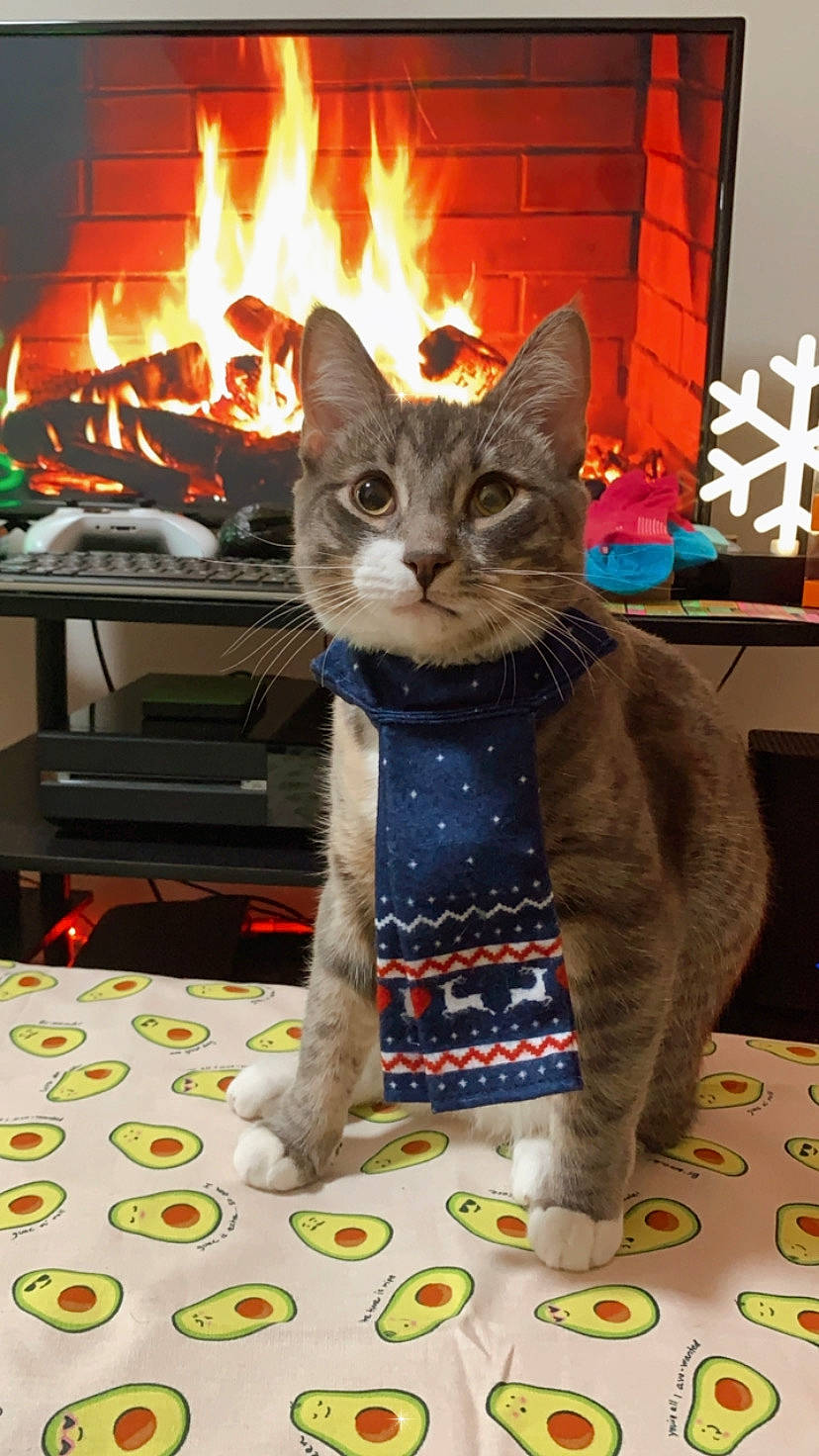 Cosmo joined the competition — help win amazing prizes! carnivore, cat, christmas, domestic_short_haired_cat, event, felidae, fire, fireplace, fur, gas, hearth, heat, holiday, small_to_medium_sized_cats, snapshot, stove, tail, whiskers, window, wood_burning_stove