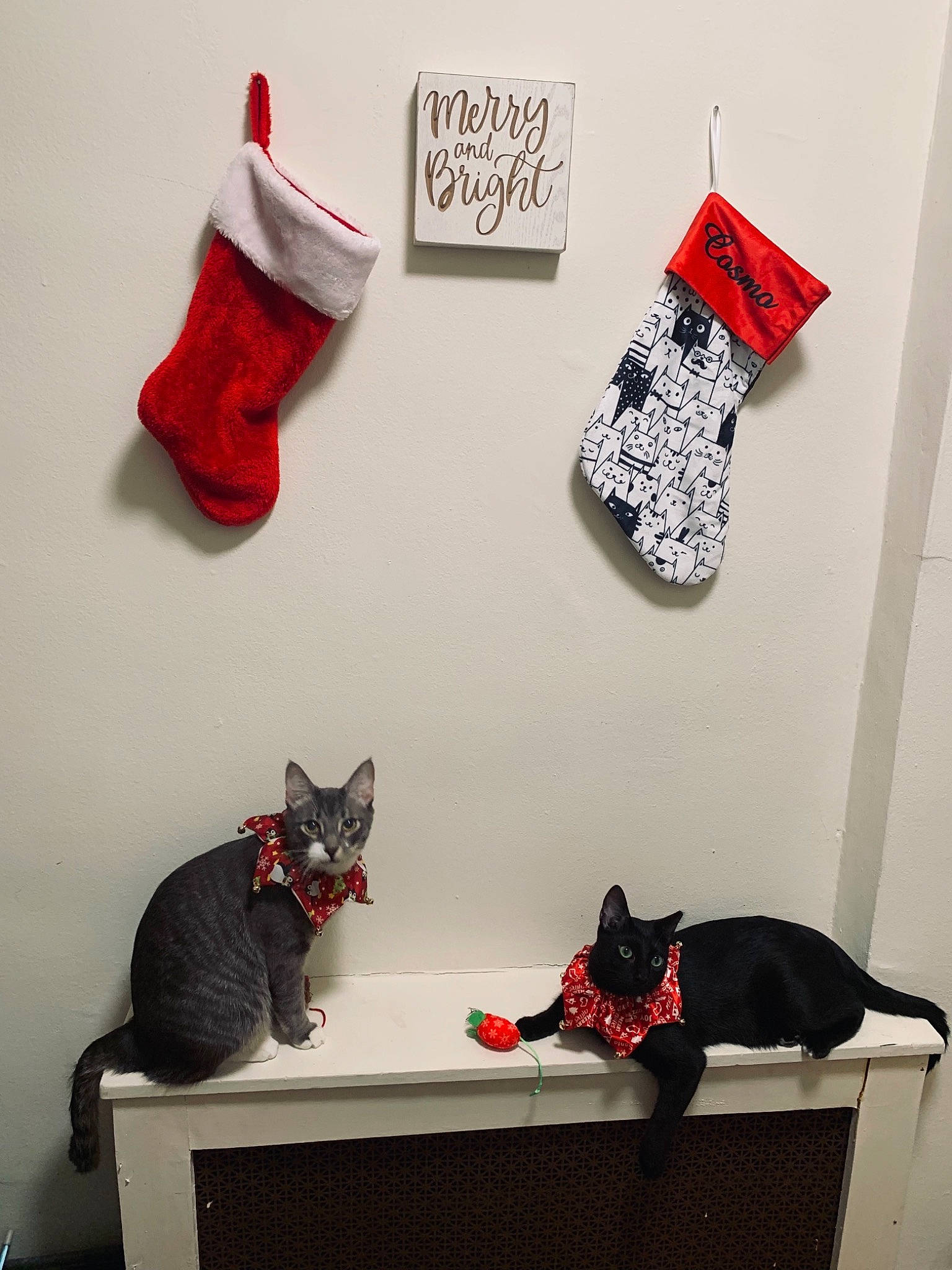 Cosmo is registered to the contest to win money with this photo: art, carmine, carnivore, cat, design, domestic_short_haired_cat, fashion_accessory, felidae, flooring, grey, interior_design, outdoor_shoe, red, room, small_to_medium_sized_cats, sportswear, tail, walking_shoe, whiskers, white