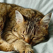 Chouquette a rejoint le concours — aidez-le/la à gagner de superbes lots ! animal, cat, closeup, comfort, cozy, cute, domestic, ears, feline, fur, mammal, paw, pet, quiet, relaxation, resting, sleeping, soft, tabby, whiskers