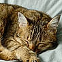 animal, cat, closeup, comfort, cozy, cute, domestic, ears, feline, fur, mammal, paw, pet, quiet, relaxation, resting, sleeping, soft, tabby, whiskers