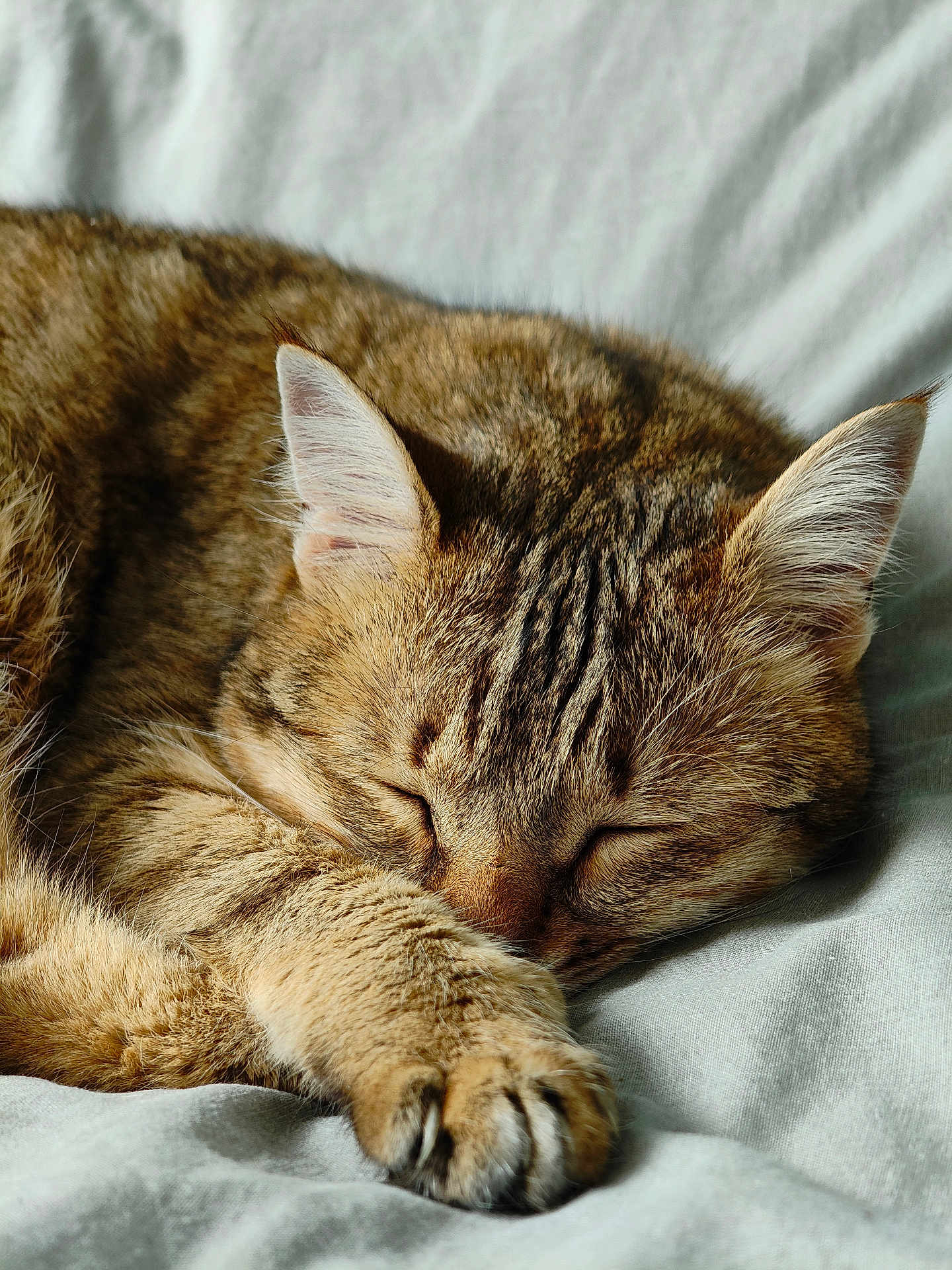 Chouquette