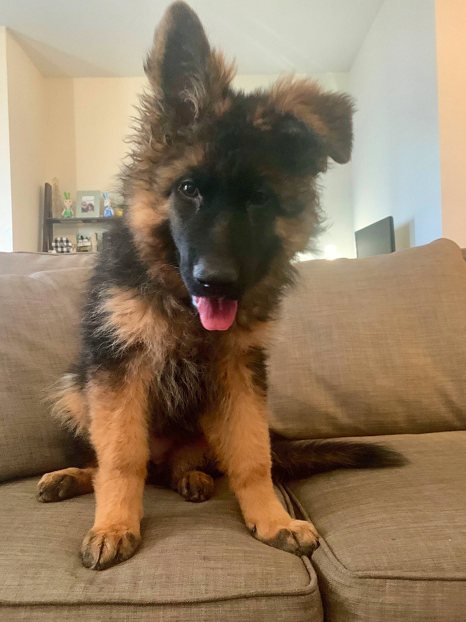 Valkyrie joined the competition — help win amazing prizes! belgian_shepherd, belgian_shepherd_malinois, bohemian_shepherd, canidae, carnivore, dog, dog_breed, fawn, german_shepherd_dog, king_shepherd, mammal, old_german_shepherd_dog, puppy, shiloh_shepherd_dog, snout, tervuren, vertebrate