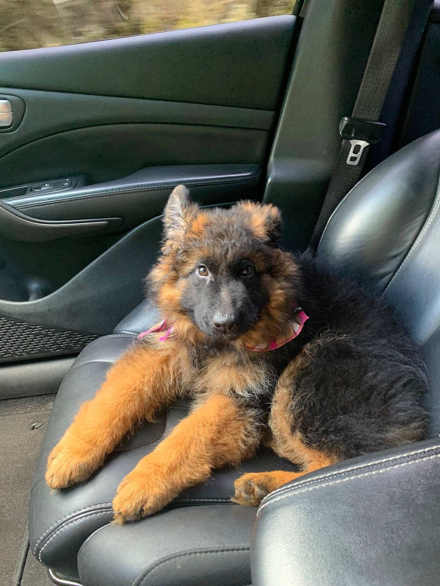 Valkyrie is registered to the contest to win money with this photo: canidae, car, car_seat, carnivore, companion_dog, dog, dog_breed, fawn, german_shepherd_dog, mammal, old_german_shepherd_dog, puppy, snout, sporting_group, terrier, vehicle, vertebrate