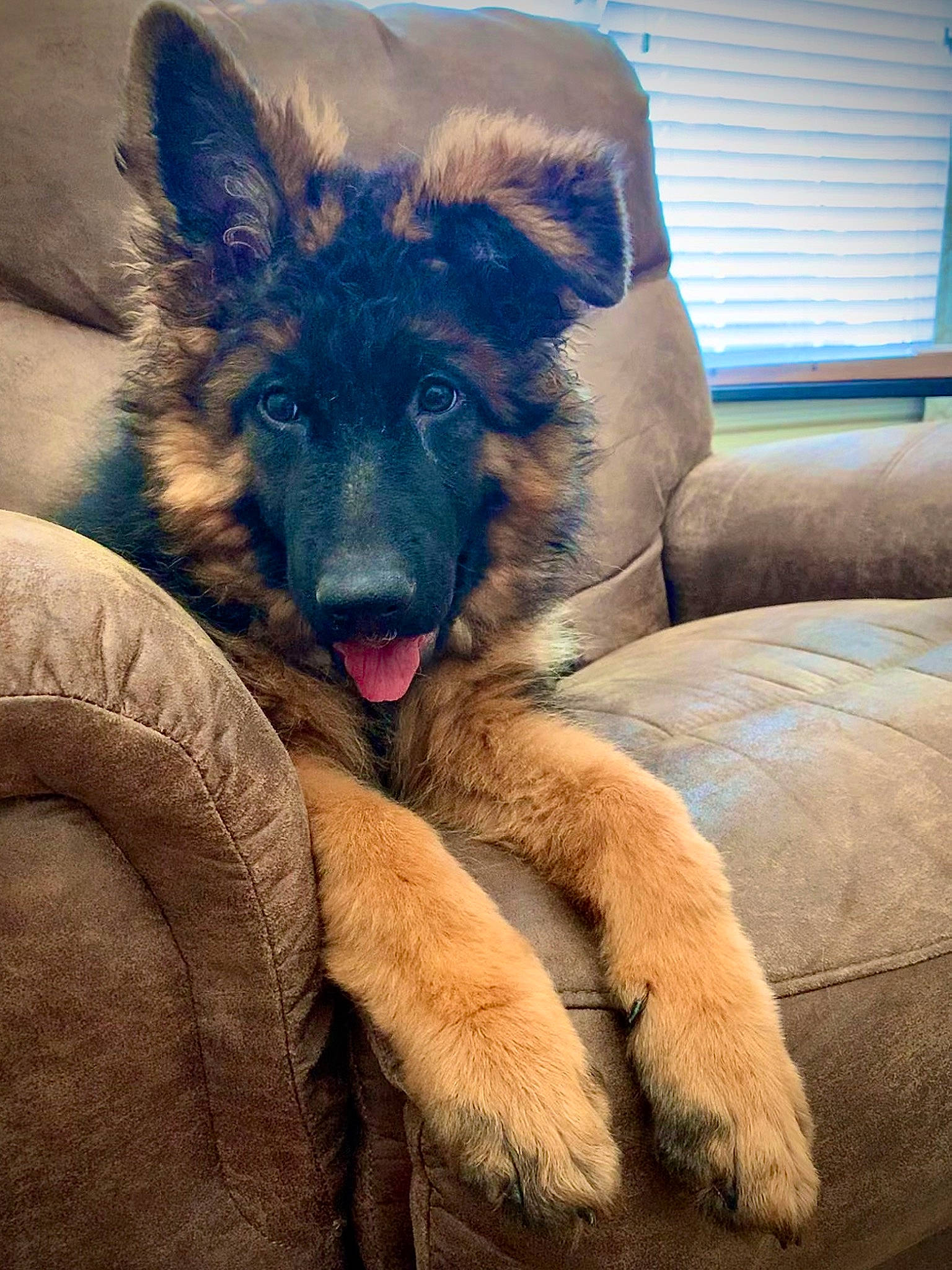 Valkyrie is registered to the contest to win money with this photo: belgian_shepherd, belgian_shepherd_malinois, bohemian_shepherd, canidae, carnivore, dog, dog_breed, fawn, german_shepherd_dog, king_shepherd, mammal, old_german_shepherd_dog, shiloh_shepherd_dog, snout, tervuren, vertebrate