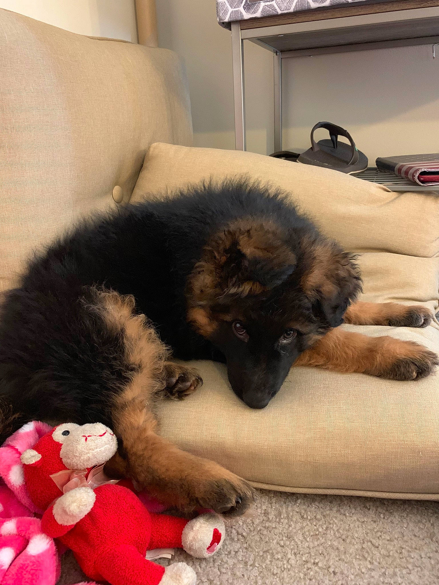 Valkyrie joined the competition — help win amazing prizes! canidae, carnivore, companion_dog, dog, dog_breed, eurasier, german_shepherd_dog, mammal, puppy, vertebrate