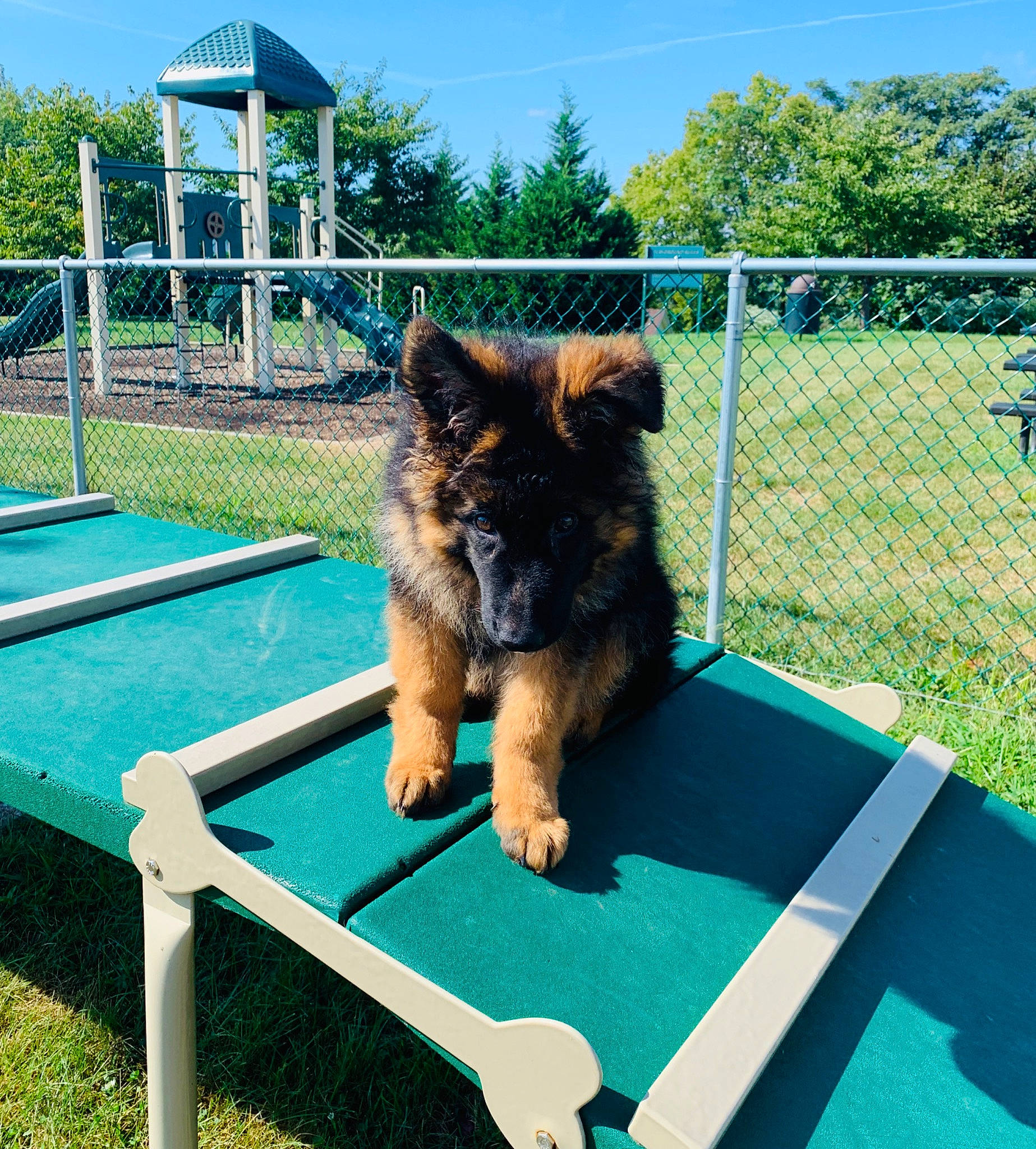 Valkyrie is registered to the contest to win money with this photo: australian_terrier, belgian_shepherd, bohemian_shepherd, canidae, carnivore, dog, dog_agility, dog_breed, german_shepherd_dog, mammal, old_german_shepherd_dog, table, vertebrate