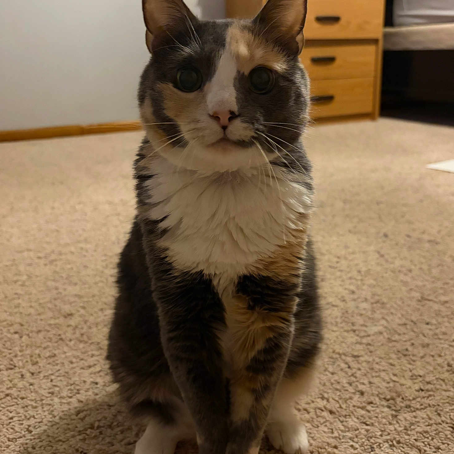 Rosie joined the competition — help win amazing prizes! cat, calico, indoor, carpet, furniture, dresser, bed, pet, animal, whiskers, fur, cute, sitting, looking, eyes, paws, cozy, home, mammal, domestic