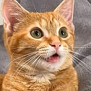 Pumpkin is registered to the contest to win money with this photo: cat, orange_tabby, pet, animal, whiskers, ears, fur, close_up, curious, surprised, indoor, feline, muzzle, nose, eyes, soft, blanket, resting, cute, domestic_animal