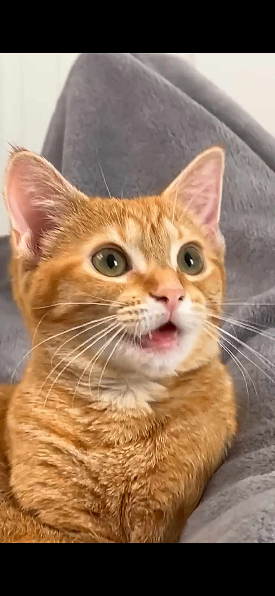 Pumpkin is registered to the contest to win money with this photo: cat, orange_tabby, pet, animal, whiskers, ears, fur, close_up, curious, surprised, indoor, feline, muzzle, nose, eyes, soft, blanket, resting, cute, domestic_animal