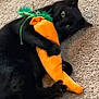 Mylo joined the competition — help win amazing prizes! black_cat, cat, plush_toy, carpet, toy_carrot, pet, animal, indoor, cute, playful, feline, claws, paw, lying_down, soft_toy, carrot, green_feathers, domestic_cat, pet_toy, carpet_floor