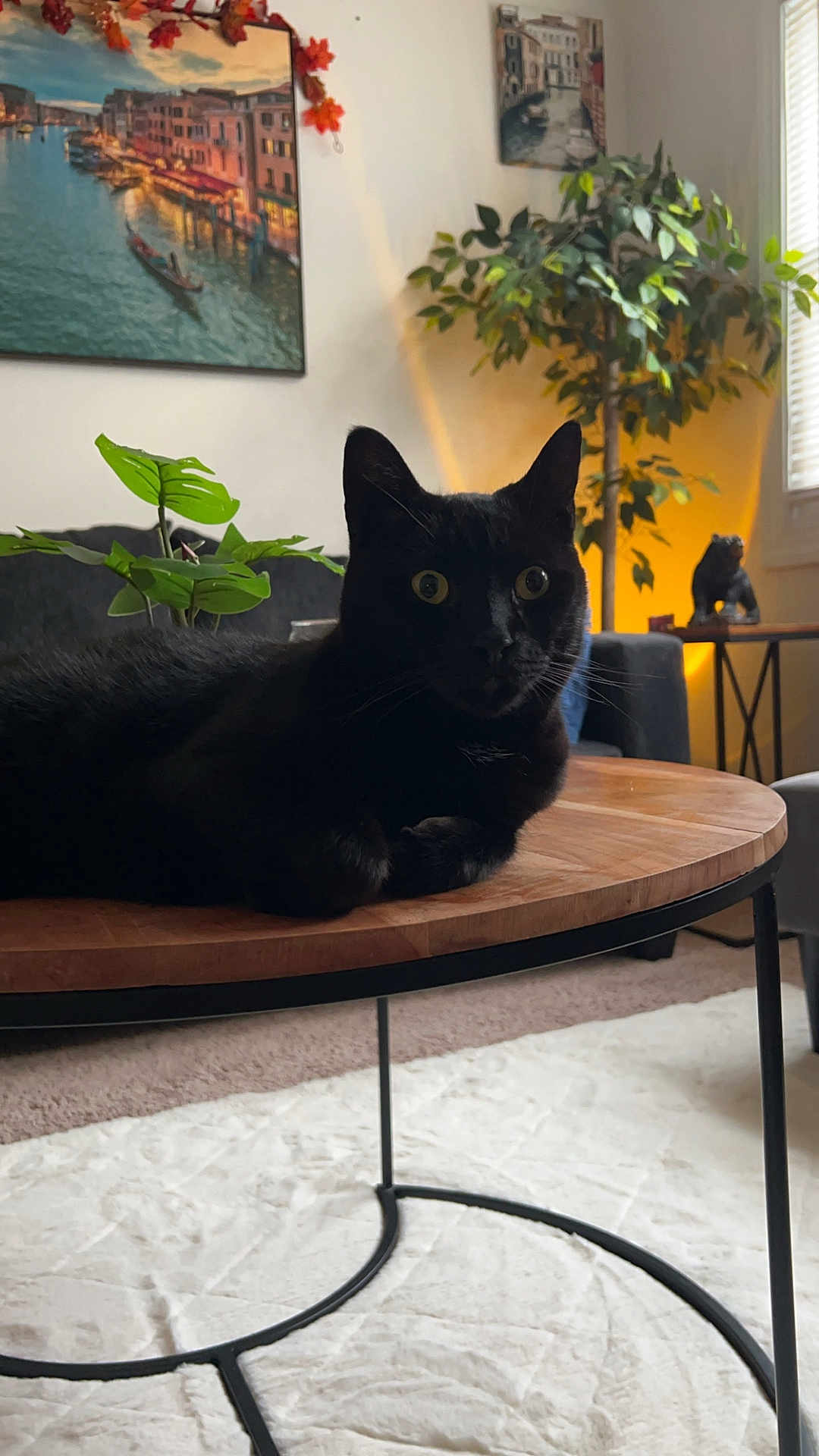 Mylo joined the competition — help win amazing prizes! cat, black_cat, animal, pet, table, wooden_table, living_room, plant, leafy_plant, sofa, painting, wall_art, decor, carpet, window, natural_light, furniture, cozy, indoor, curious