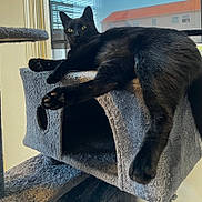 Mylo joined the competition — help win amazing prizes! black_cat, cat, cat_tree, indoor, pet, feline, relaxed, paw, window, house, animal, fur, whiskers, looking, resting, home, domestic_animal, mammal, laying, cozy