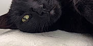Mylo is registered to the contest to win money with this photo: black_cat, cat, pet, animal, close_up, lying_down, green_eyes, fur, whiskers, indoor, soft_surface, bed, relaxed, portrait, feline, domestic_cat, cute, background, poster, figurine