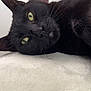 animal, background, bed, black_cat, cat, close_up, cute, domestic_cat, feline, figurine, fur, green_eyes, indoor, lying_down, pet, portrait, poster, relaxed, soft_surface, whiskers